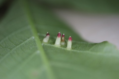 Caryomyia striolata