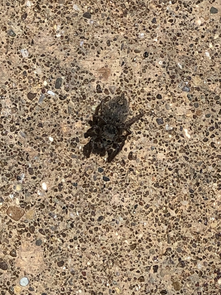 Paradise Jumping Spiders from Riverlands Way, West Alton, MO, US on May ...