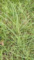 Carex meadii