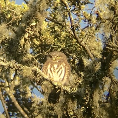 Glaucidium jardinii