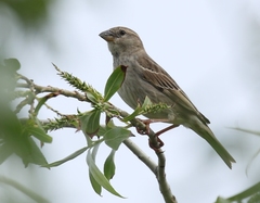 Passer hispaniolensis