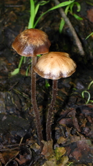 Panaeolus subbalteatus