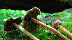 Panaeolus subbalteatus