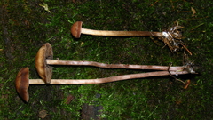 Panaeolus subbalteatus