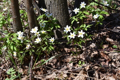 Anemonoides nemorosa
