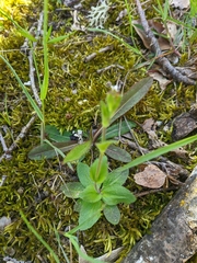 Arabis recta