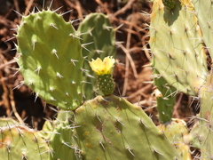 Opuntia atropes