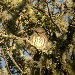 Glaucidium jardinii
