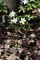 Anemonoides nemorosa