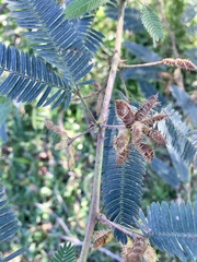 Mimosa polycarpa