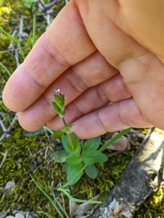 Arabis recta