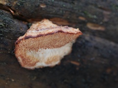 Fuscopostia lateritia