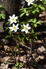 Anemonoides nemorosa