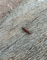 Prostomis mandibularis