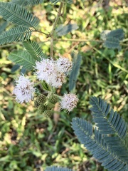 Mimosa polycarpa