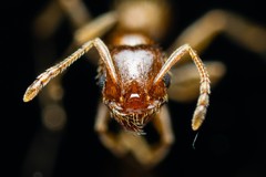 Pheidole spadonia