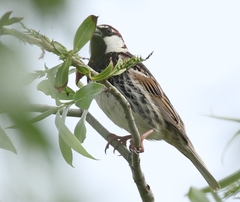 Passer hispaniolensis