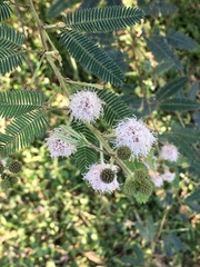 Mimosa polycarpa
