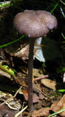Entoloma allochroum