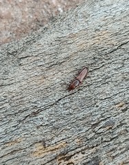 Prostomis mandibularis