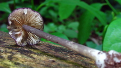 Entoloma allochroum