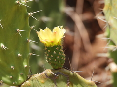 Opuntia atropes