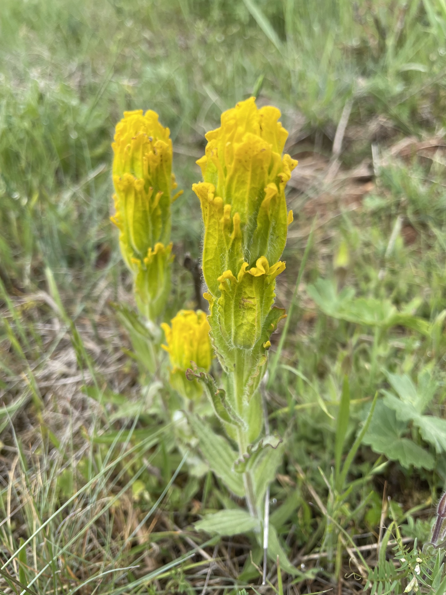 Castilleja levisecta