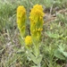 Golden Indian Paintbrush - Photo (c) danpvdb, some rights reserved (CC BY-NC)