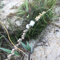 Eriospermum lanceifolium