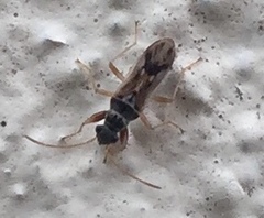 Pseudopachybrachius guttus