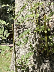 Fraxinus americana