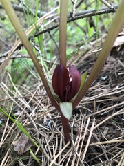 Trillium petiolatum