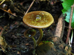 Bolbitius viscosus