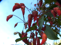 Erythrina crista-galli