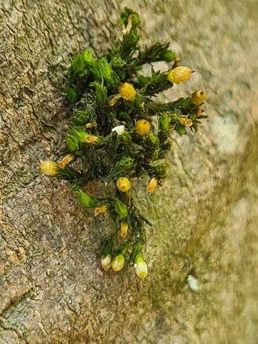Image of Orthotrichum patens by (c) Jacek Pietruszewski, some rights reserved (CC BY)