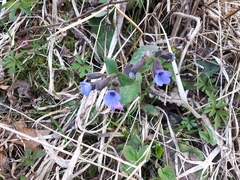 Pulmonaria officinalis