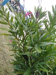 Hibiscus rosa-sinensis