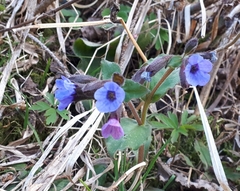 Pulmonaria officinalis