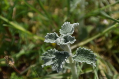 Marrubium incanum