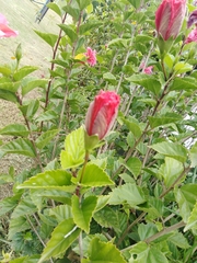 Hibiscus rosa-sinensis