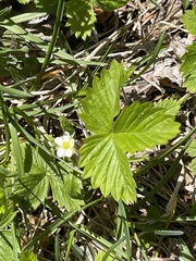 Fragaria vesca americana