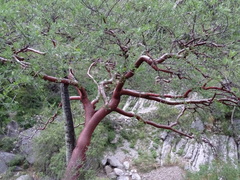 Bursera morelensis