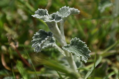 Marrubium incanum