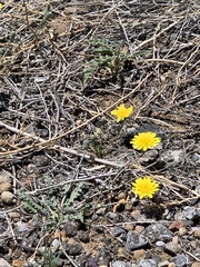 Malacothrix fendleri