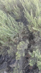 Dicerothamnus