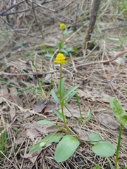 Ranunculus glaberrimus ellipticus