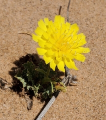 Malacothrix fendleri