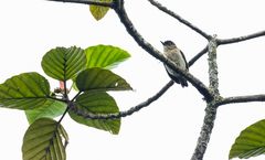 Picumnus granadensis