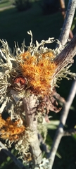 Teloschistes puber