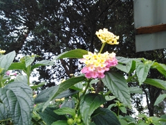 Lantana camara
